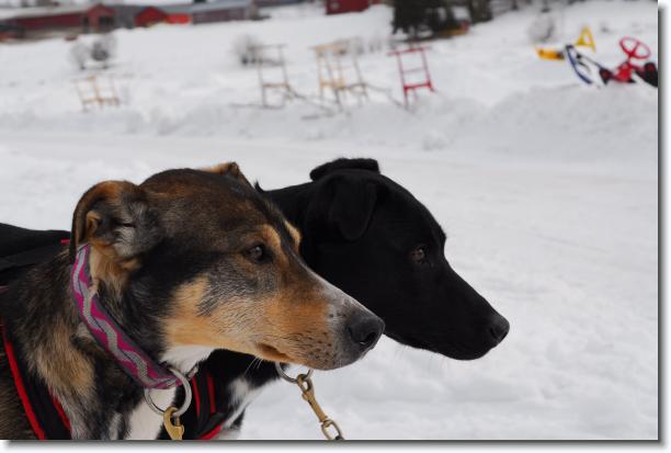 N�sta bild