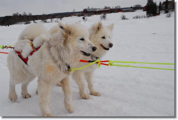 N�sta bild