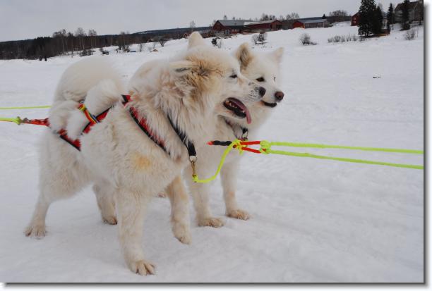 N�sta bild