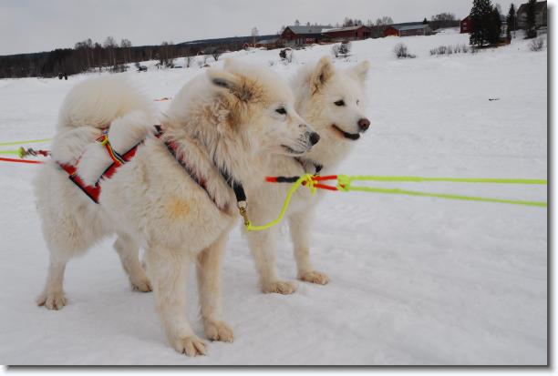 N�sta bild