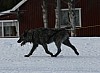 IMG_6294.jpg