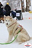 Vindelalvsdraget2019Sunday-37.jpg